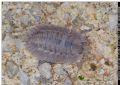 Porcellio dilatatus