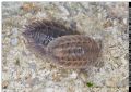 Porcellio spatulatus