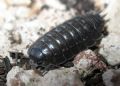 Porcellio pumicatus