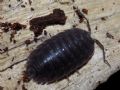 Porcellio laevis (cfr.)