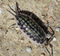 Porcellio sp.