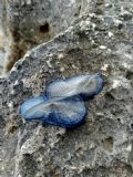 Velella velella