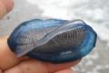 Velella velella