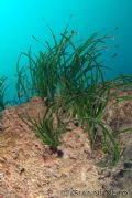 Posidonia oceanica