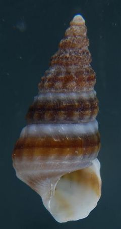 Potamididae