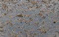Potamogeton crispus