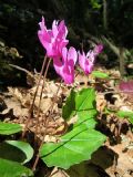 Cyclamen repandum