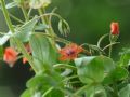 Lysimachia arvensis