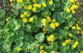 Caltha palustris