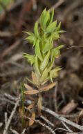 Asterolinon linum-stellatum