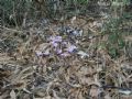 Cyclamen hederifolium