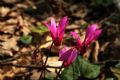 Cyclamen repandum
