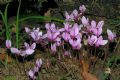 Cyclamen hederifolium