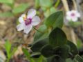 Lysimachia arvensis