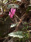 Cyclamen repandum