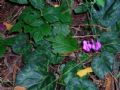 Cyclamen purpurascens