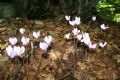 Cyclamen hederifolium