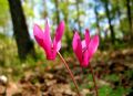 Cyclamen repandum