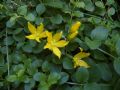 Lysimachia nummularia