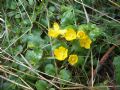 Lysimachia nummularia