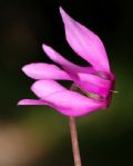 Cyclamen purpurascens