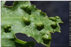 Eriophyidae