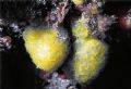 Pseudodistoma obscurum