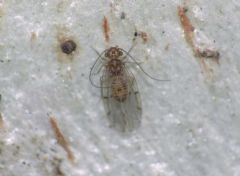 Ectopsocidae