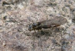 Mesopsocidae