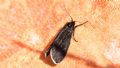 Typhonia ciliaris