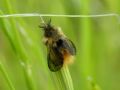 Phalacropterix cf. apiformis