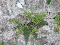 Oeosporangium persicum