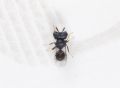 Cratomus megacephalus