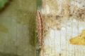Emmelina monodactyla