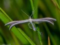 Merrifieldia leucodactyla