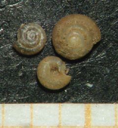 Punctidae