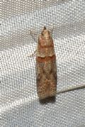 Acrobasis bithynella