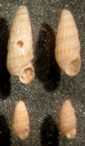 Odostomella bicincta e doliolum