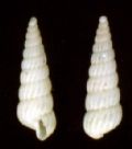 Turbonilla lactea