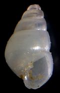 Odostomia lukisii