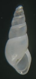 Odostomia fusulus