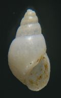 Odostomia cfr. eulimoides