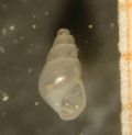 Odostomia carrozzai