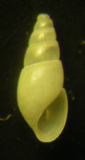 Odostomia rutor