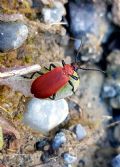 Pyrochroa coccinea