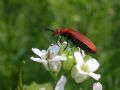 Pyrochroa serraticornis