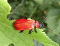 Pyrochroa coccinea