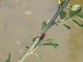 Pyrochroa coccinea