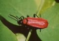 Pyrochroa coccinea