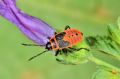 Pyrrhocoris apterus